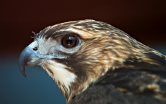 Red Tailed Hawk 